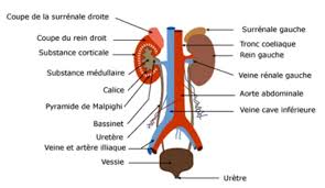 Cours de physiologie